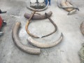 МВД пресекло вывоз за границу более 60 мешков с бивнями мамонта, добытыми в Якутии