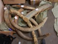 МВД пресекло вывоз за границу более 60 мешков с бивнями мамонта, добытыми в Якутии