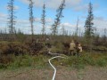 13 лесных пожаров тушат в Якутии