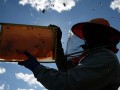 В Минсельхозе прокомментировали массовую гибель пчел в регионах