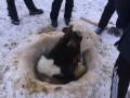 Нюрбинские спасатели вытащили из проруби молодого бычка