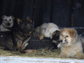 Более 70 животных в пункте передержки Якутска контактировали с больной бешенством собакой
