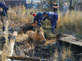 Спасатели вызволили застрявшую в яме лошадь в Якутске