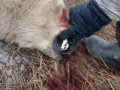 Айсен Николаев поручил найти браконьеров, убивших белого медведя