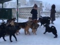 Количество бродячих собак выросло в Якутске