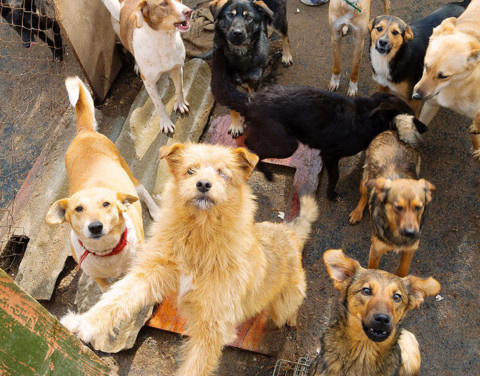 Безнадзорных собак в Нерюнгри быть не должно