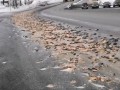 На Камчатке около восьми тонн рыбных отходов вывалились на дорогу