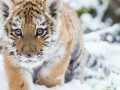 Амурского тигренка застрелили браконьеры в Приморье