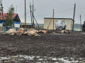 Одиннадцать коров погибло из-за обрыва электропровода в Якутии
