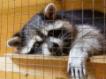 Россельхознадзор выявил нарушения содержания животных в мини-зоопарках Якутии