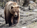 Медведь напал на пожилого мужчину в Среднеколымском районе Якутии