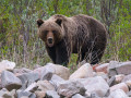 Житель Якутии, на которого напал медведь, доставлен в больницу в тяжелом состоянии