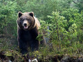 Поиск напавшего на человека медведя ведут в Среднеколымском районе Якутии