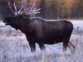 Уголовное дело за незаконную добычу лося завели в отношении мужчины в Якутии