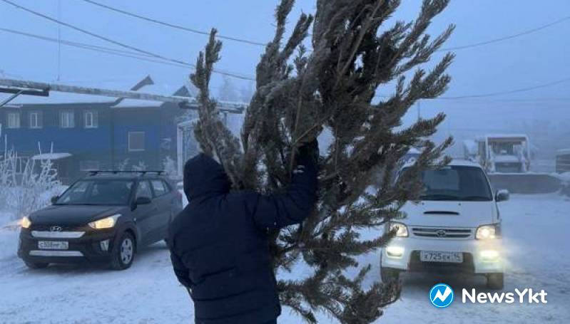 Фоторепортаж: где в Якутске можно купить живую елку и как за ней ухаживать