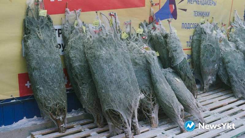 Фоторепортаж: где в Якутске можно купить живую елку и как за ней ухаживать
