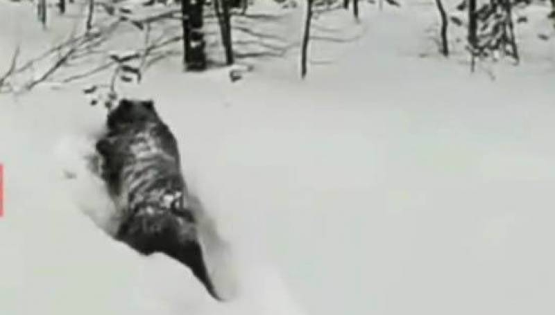 В Нерюнгринском районе на окраине леса бродит медведь-шатун