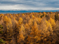 Двое мужчин незаконно вырубили лес на полмиллиона рублей в Сунтарском районе Якутии