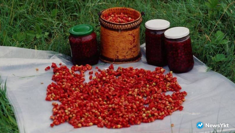 В Якутии установили сроки начала сбора ягод и грибов